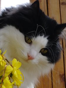 Preview wallpaper cat, face, furry, flowers, bouquet