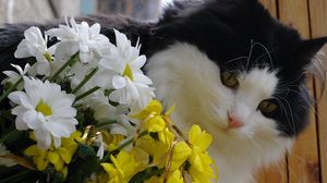 Preview wallpaper cat, face, furry, flowers, bouquet