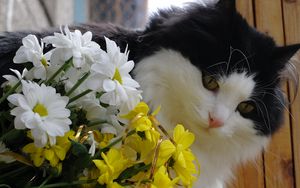 Preview wallpaper cat, face, furry, flowers, bouquet