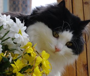 Preview wallpaper cat, face, furry, flowers, bouquet