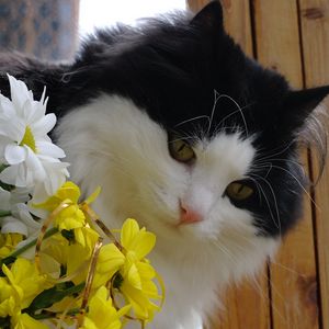 Preview wallpaper cat, face, furry, flowers, bouquet