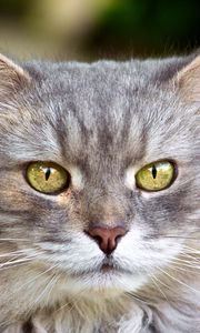 Preview wallpaper cat, face, furry, gray