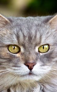 Preview wallpaper cat, face, furry, gray