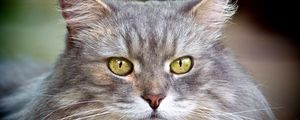 Preview wallpaper cat, face, furry, gray