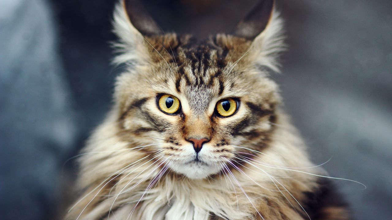 Wallpaper cat, face, furry, striped