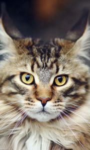 Preview wallpaper cat, face, furry, striped