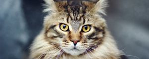Preview wallpaper cat, face, furry, striped