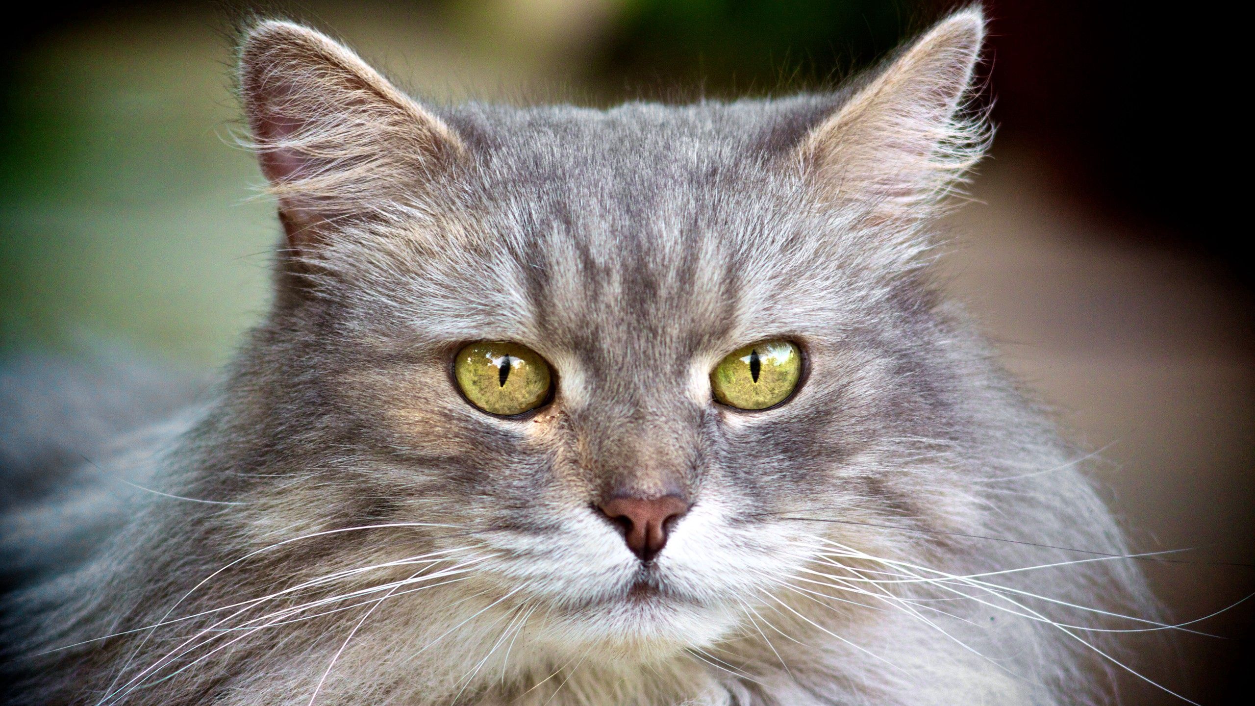 Download wallpaper 2560x1440 cat, face, furry, gray widescreen 16:9 hd ...