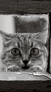Preview wallpaper cat, face, glass, wood, frame, black and white