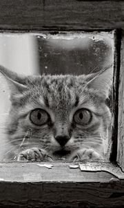 Preview wallpaper cat, face, glass, wood, frame, black and white