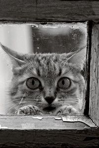 Preview wallpaper cat, face, glass, wood, frame, black and white