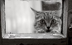 Preview wallpaper cat, face, glass, wood, frame, black and white