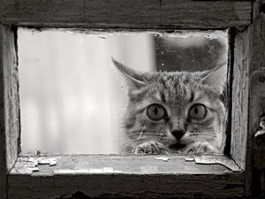 Preview wallpaper cat, face, glass, wood, frame, black and white