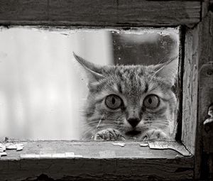 Preview wallpaper cat, face, glass, wood, frame, black and white