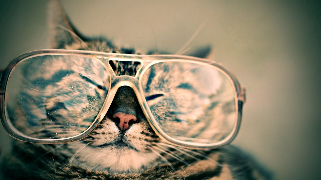 Wallpaper cat, face, glasses, funny, striped