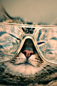 Preview wallpaper cat, face, glasses, funny, striped