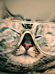 Preview wallpaper cat, face, glasses, funny, striped