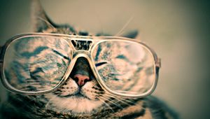 Preview wallpaper cat, face, glasses, funny, striped