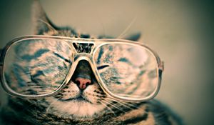 Preview wallpaper cat, face, glasses, funny, striped