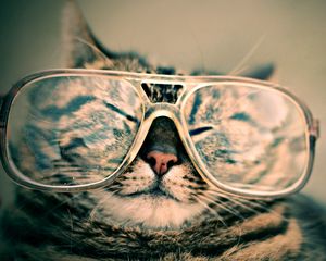 Preview wallpaper cat, face, glasses, funny, striped