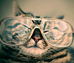 Preview wallpaper cat, face, glasses, funny, striped