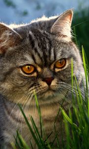 Preview wallpaper cat, face, grass, thick