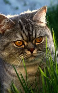 Preview wallpaper cat, face, grass, thick