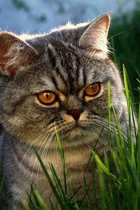 Preview wallpaper cat, face, grass, thick