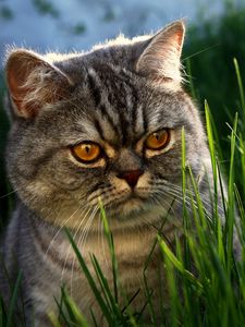 Preview wallpaper cat, face, grass, thick