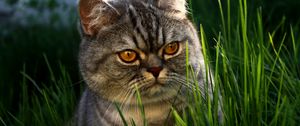 Preview wallpaper cat, face, grass, thick
