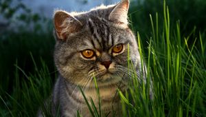 Preview wallpaper cat, face, grass, thick