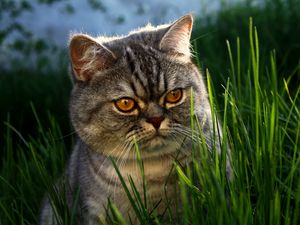 Preview wallpaper cat, face, grass, thick