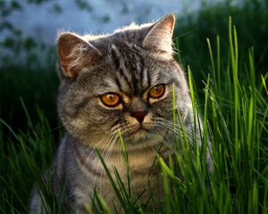 Preview wallpaper cat, face, grass, thick