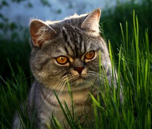 Preview wallpaper cat, face, grass, thick