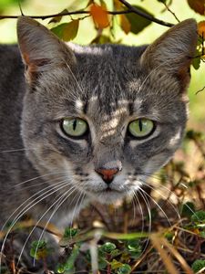 Preview wallpaper cat, face, grass, hunting