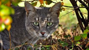 Preview wallpaper cat, face, grass, hunting