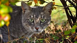 Preview wallpaper cat, face, grass, hunting