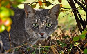 Preview wallpaper cat, face, grass, hunting