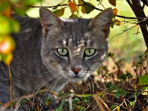 Preview wallpaper cat, face, grass, hunting