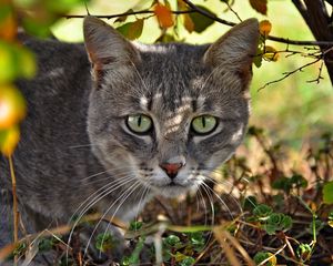 Preview wallpaper cat, face, grass, hunting