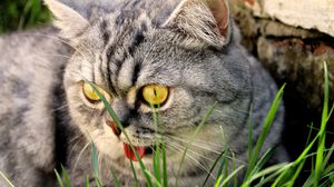 Preview wallpaper cat, face, grass, eyes