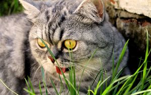 Preview wallpaper cat, face, grass, eyes