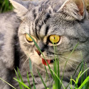 Preview wallpaper cat, face, grass, eyes