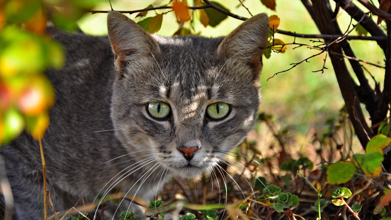 Wallpaper cat, face, grass, climb