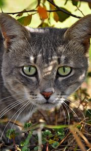 Preview wallpaper cat, face, grass, climb