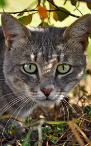 Preview wallpaper cat, face, grass, climb