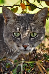 Preview wallpaper cat, face, grass, climb