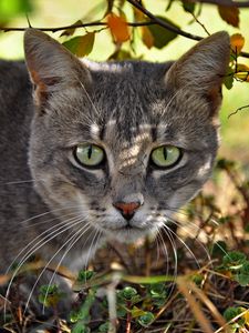 Preview wallpaper cat, face, grass, climb