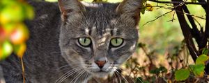 Preview wallpaper cat, face, grass, climb