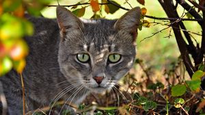 Preview wallpaper cat, face, grass, climb